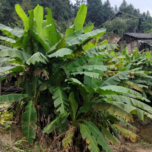 天柱县土芭蕉