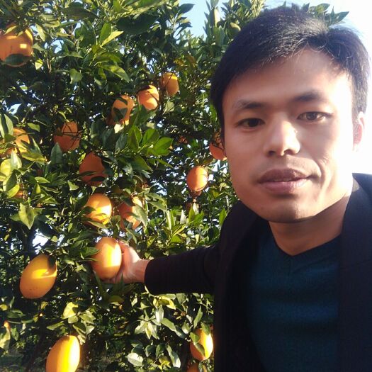 瑞金市 赣南脐橙产区直供