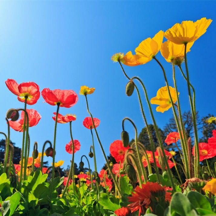  冰岛虞美人种子多年生四季易种植花卉种子庭院绿化种