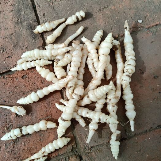 庆阳宝塔菜 螺丝菜