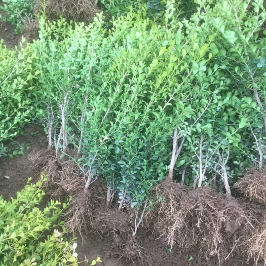 驻马店榆钱树树桩 各种地被和色块小苗100万株供应