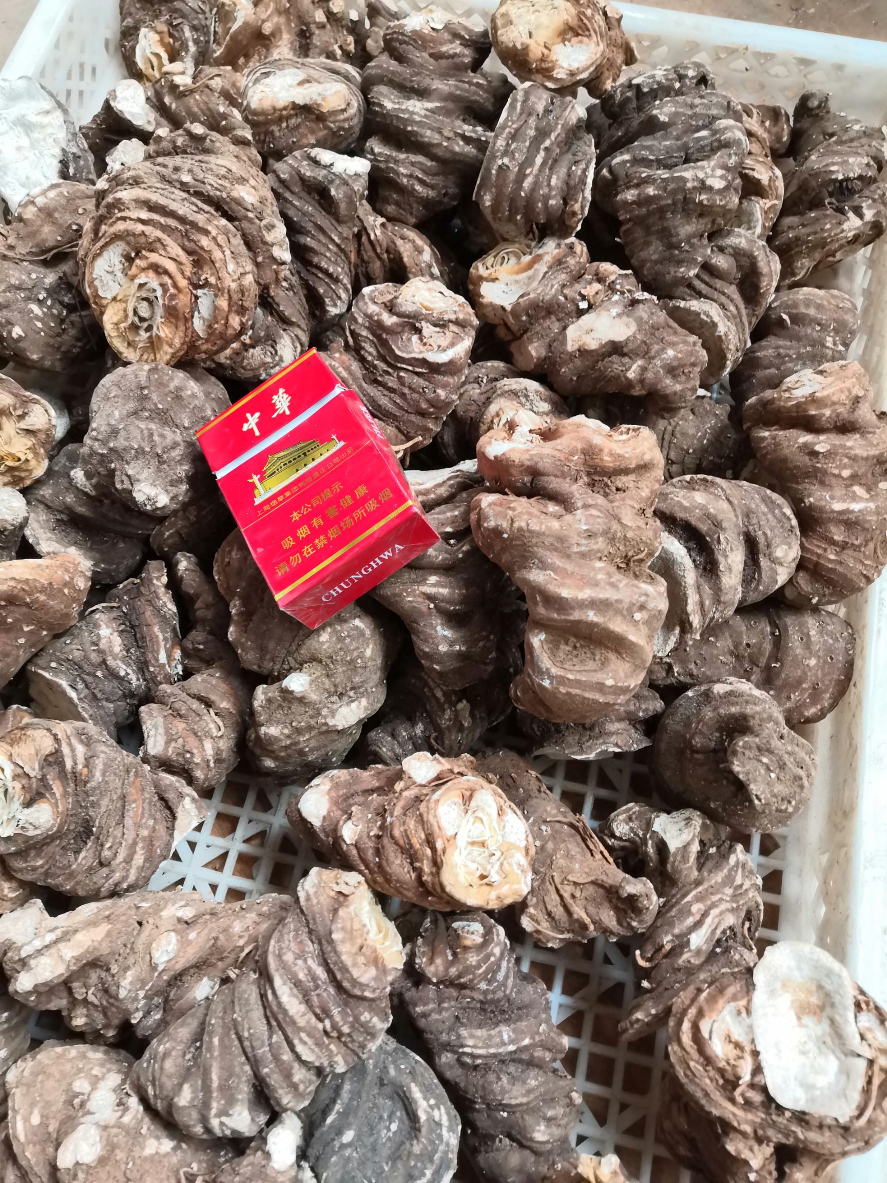 矮杆滇重楼 精品出售