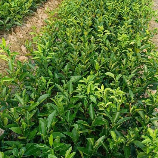 荔浦市沃柑苗 大甩卖大甩卖沃柑地苗每棵二元包邮！包邮！！包邮！！！