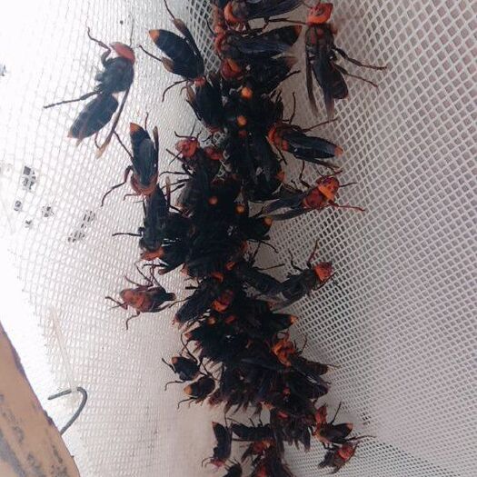 黄脚胡蜂  出售黄脚蜂王，红娘蜂王，胡蜂养殖技术指导，蜂蜜，蜂蛹
