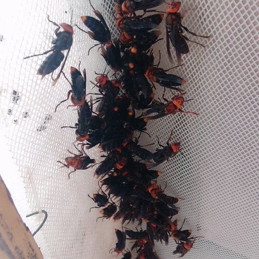 犍为县黄脚胡蜂  出售黄脚蜂王，红娘蜂王，胡蜂养殖技术指导，蜂蜜，蜂蛹