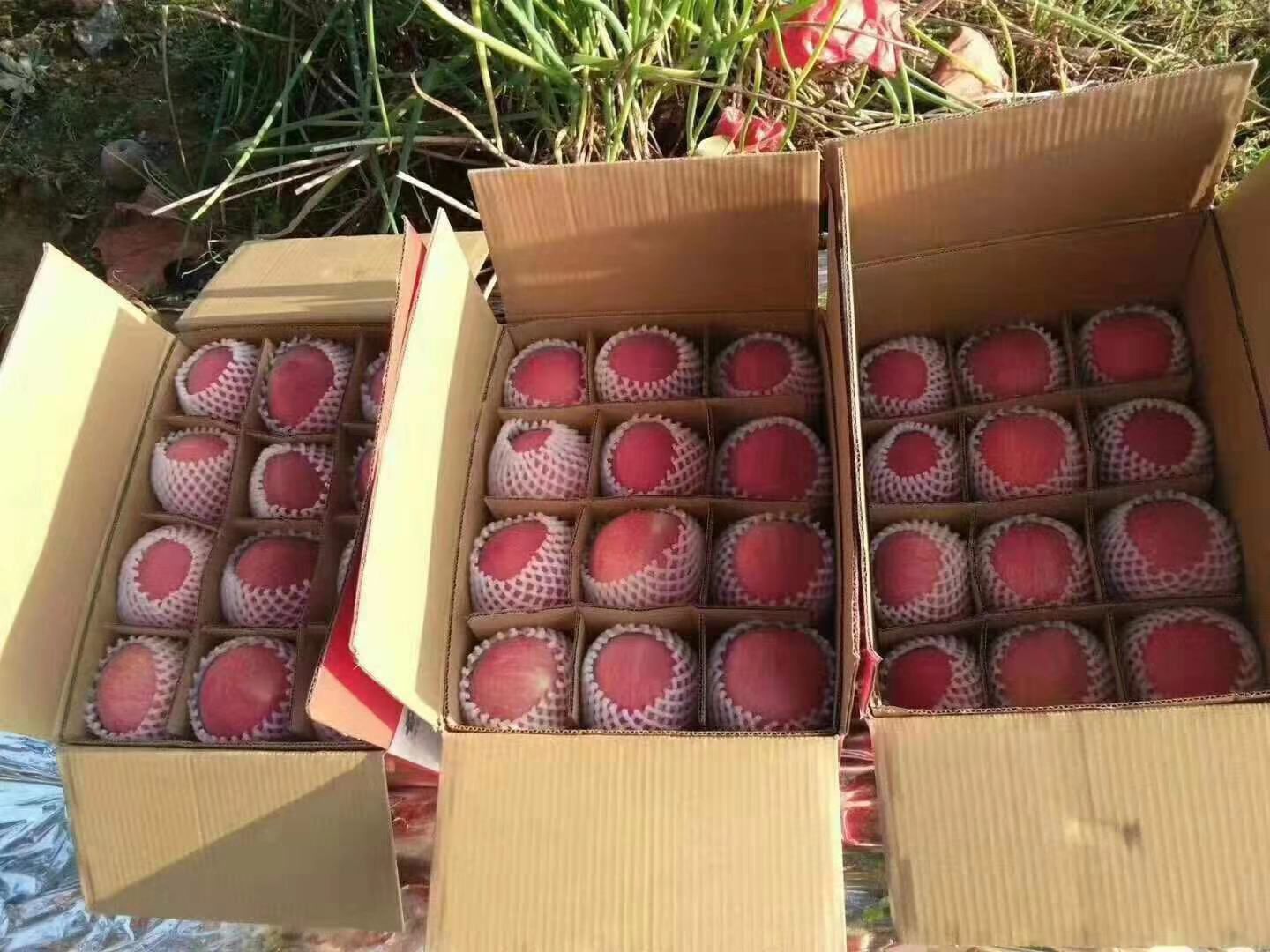 丑苹果 75mm以下 条红 纸袋