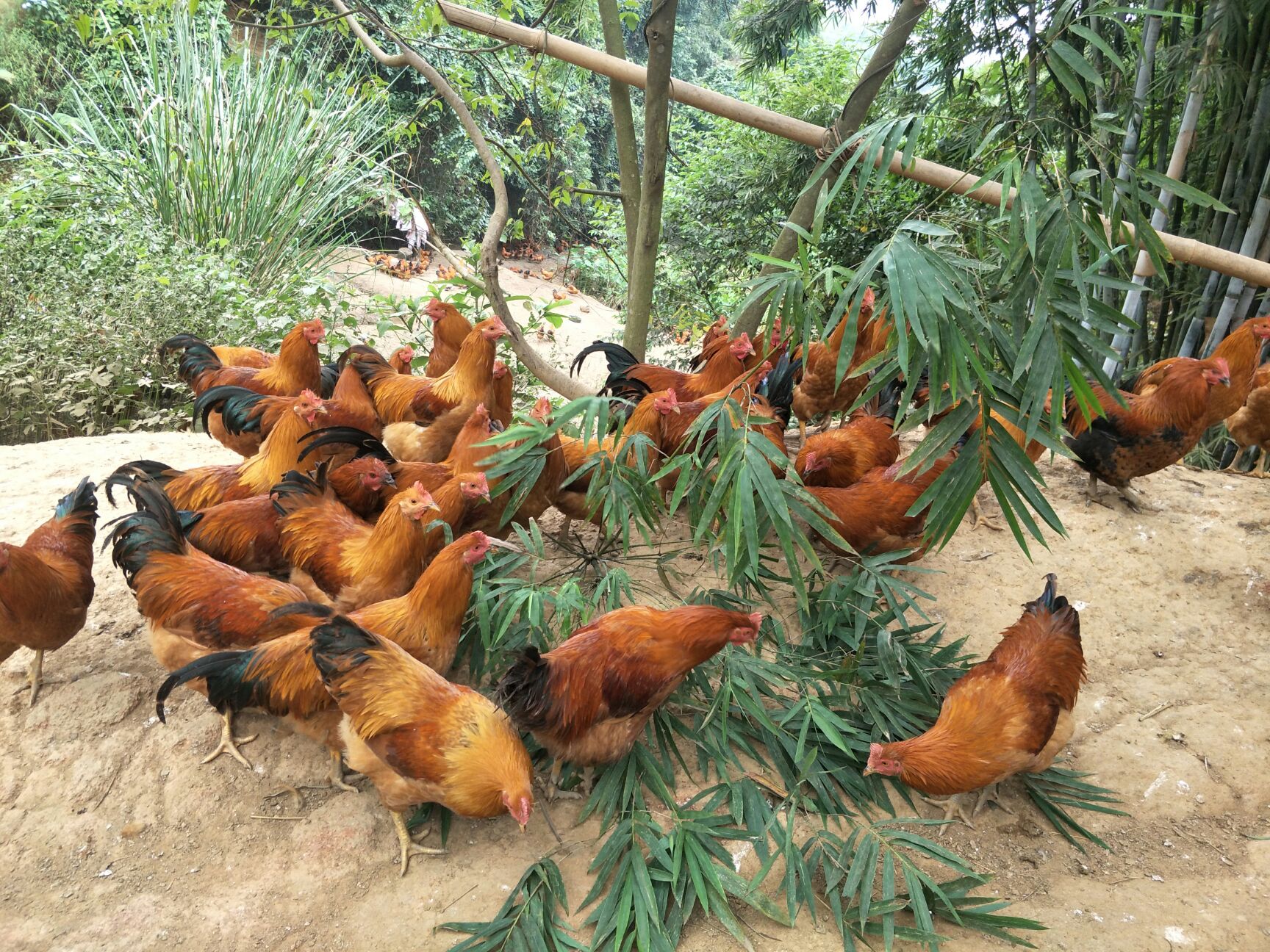 靈山土雞鳳頭鳳尾!合適的話來電