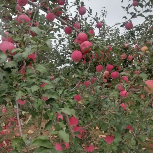 延长县 延长苹果，果糖多，天然，无污染，高原苹果，