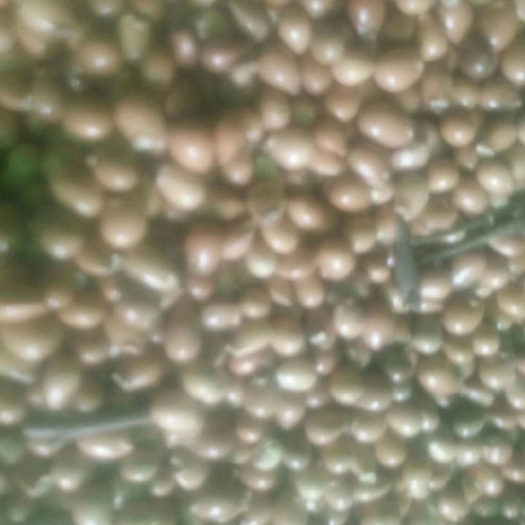 桐柏县 珍稀山野菜珍珠花种子