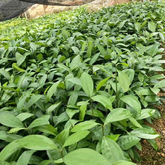 德庆县肉桂苗 优质桂苗，大量供应