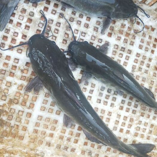 龙山县 鮰鱼黑鮰鱼网箱生态流水养殖
