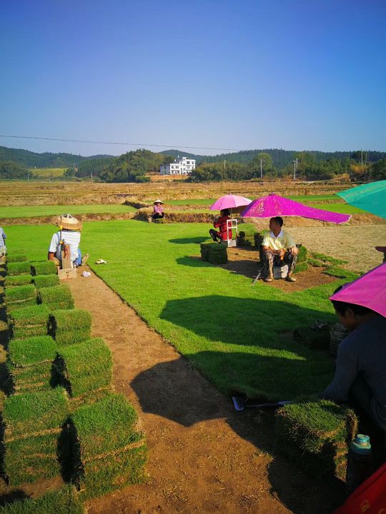  郴州马尼拉草皮