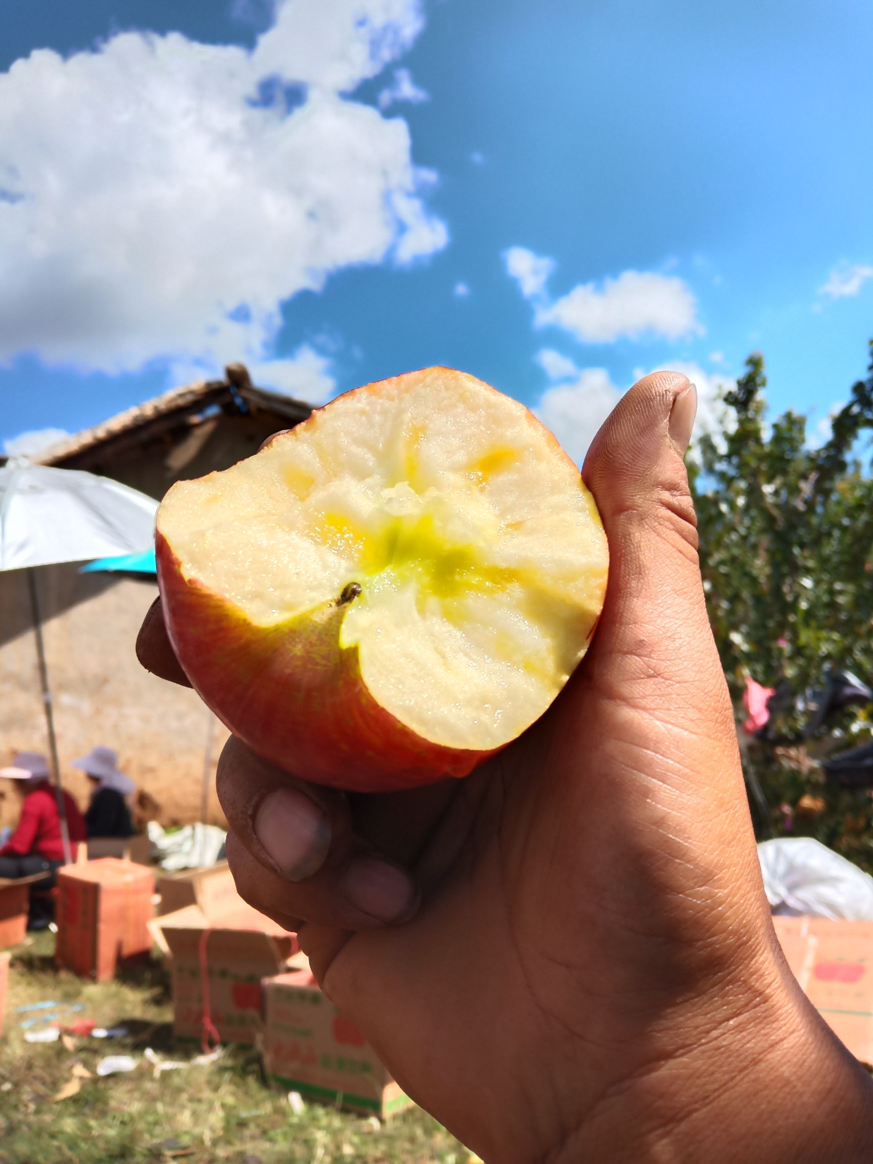  吃苹果的好时期，买苹果大凉山糖心苹果