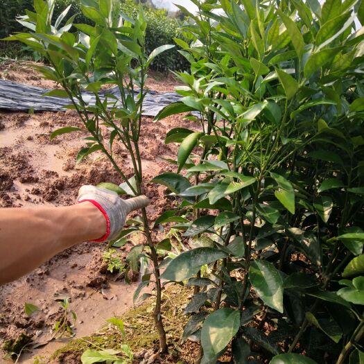 阳朔县 香橙头沃柑苗