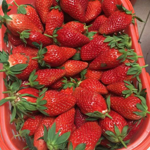  新鲜草莓 奶油草莓 牛奶草莓
