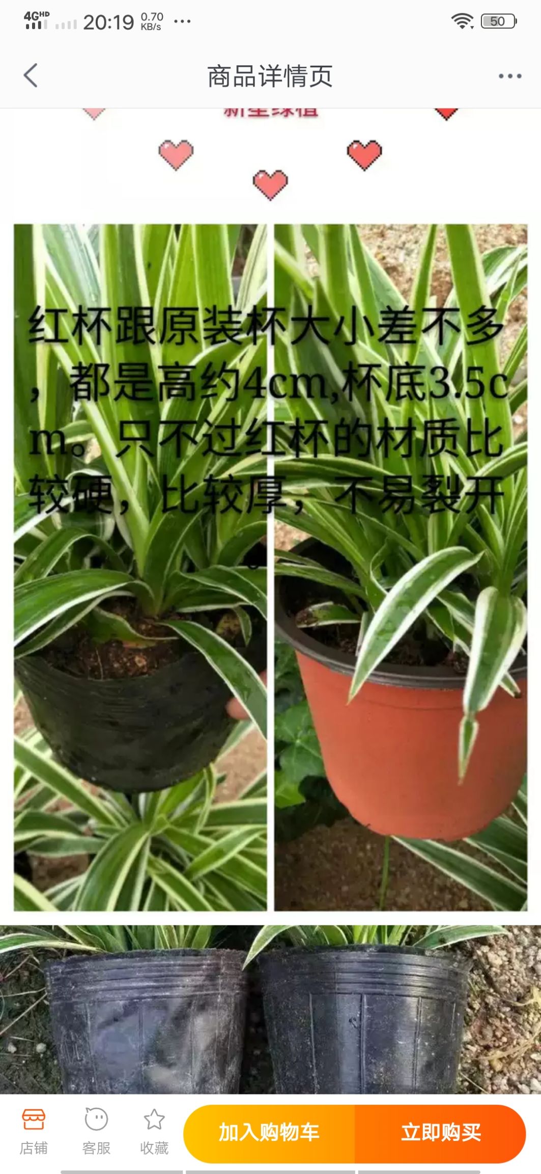 金边吊兰 30~50cm