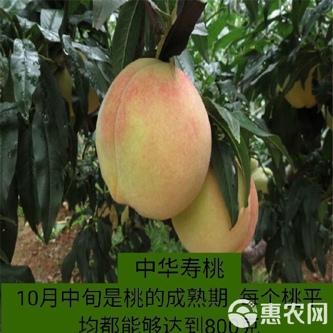  中华寿桃桃树苗嫁接苗包挂果包品种包成活率基地现挖现发死苗补