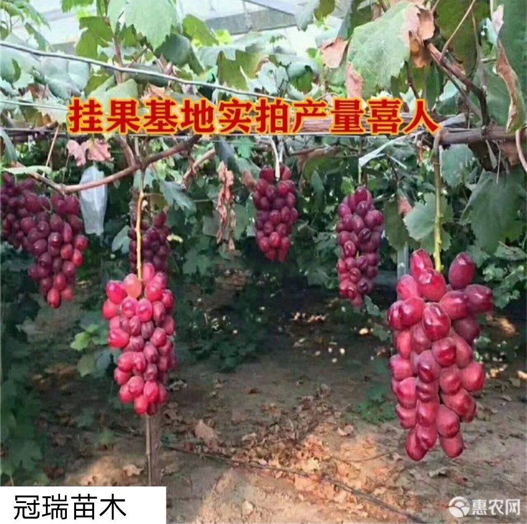 浪漫红颜葡萄苗 浪漫红颜葡萄树苗特大无核当年挂果品种保证保成活适合南北方种植
