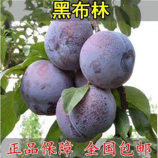 平邑县黑布林苗 现挖保湿发货 量多优惠 全国包邮