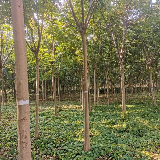 泗阳县黄山栾树
