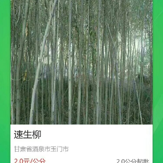  2至6公分的柳树苗出售