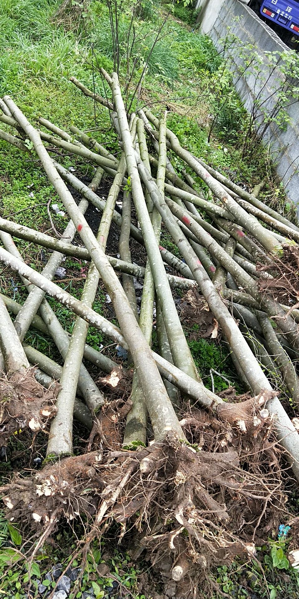  栾树，黄山栾树