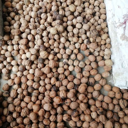 阳城县 核桃