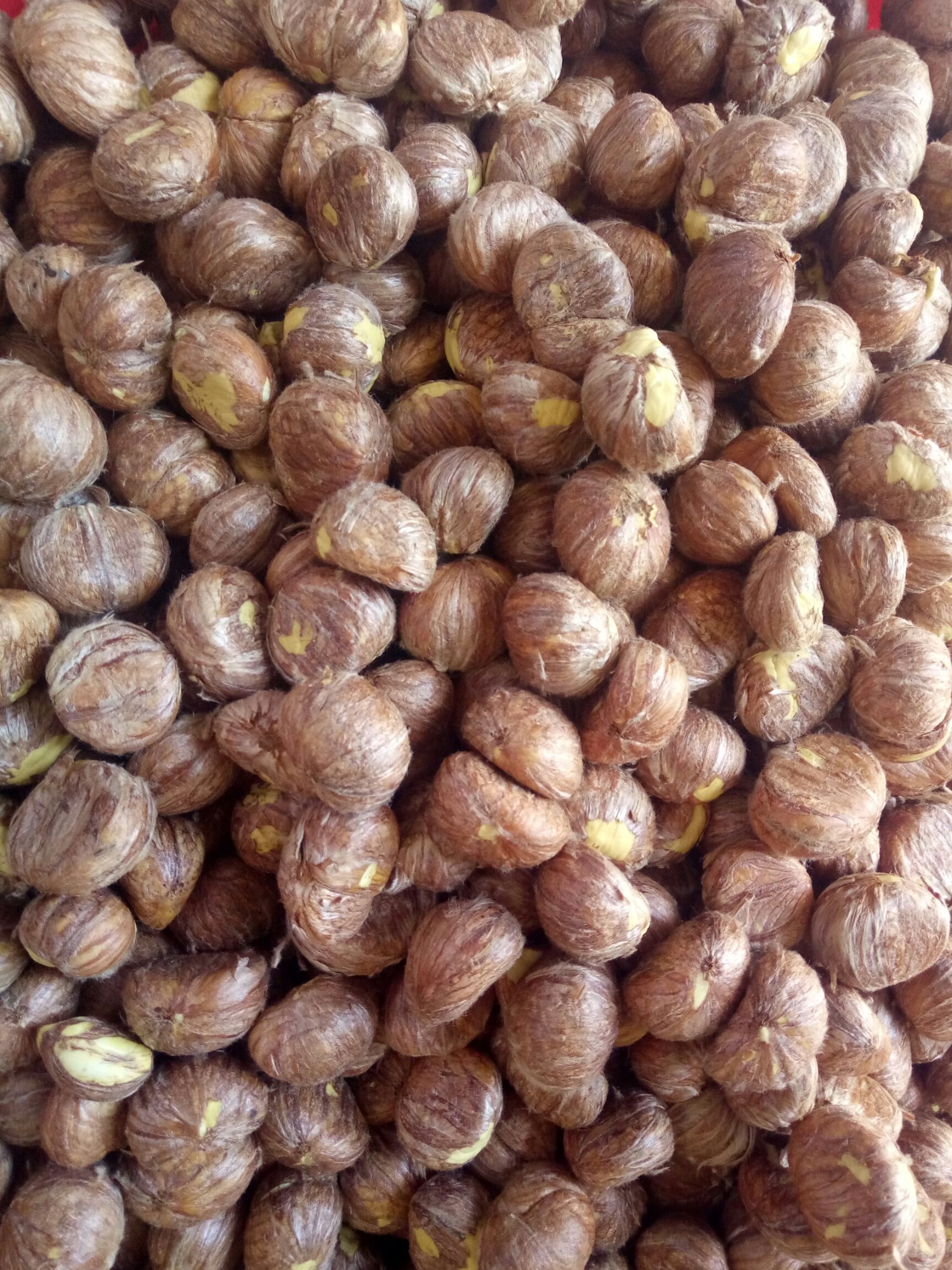  江西省瑞金市带壳带衣，鲜板栗随便选都有现货，很甜好吃口感好