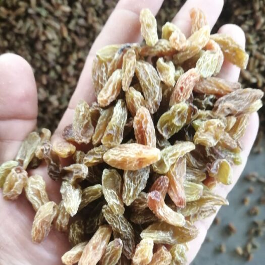 吐鲁番 吐鲁番市葡萄干今年大丰收，量大私聊，可以到吐鲁番市一起收货