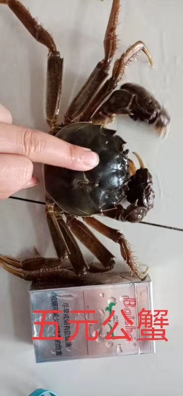 大闸蟹 统货 2.5-3.0两