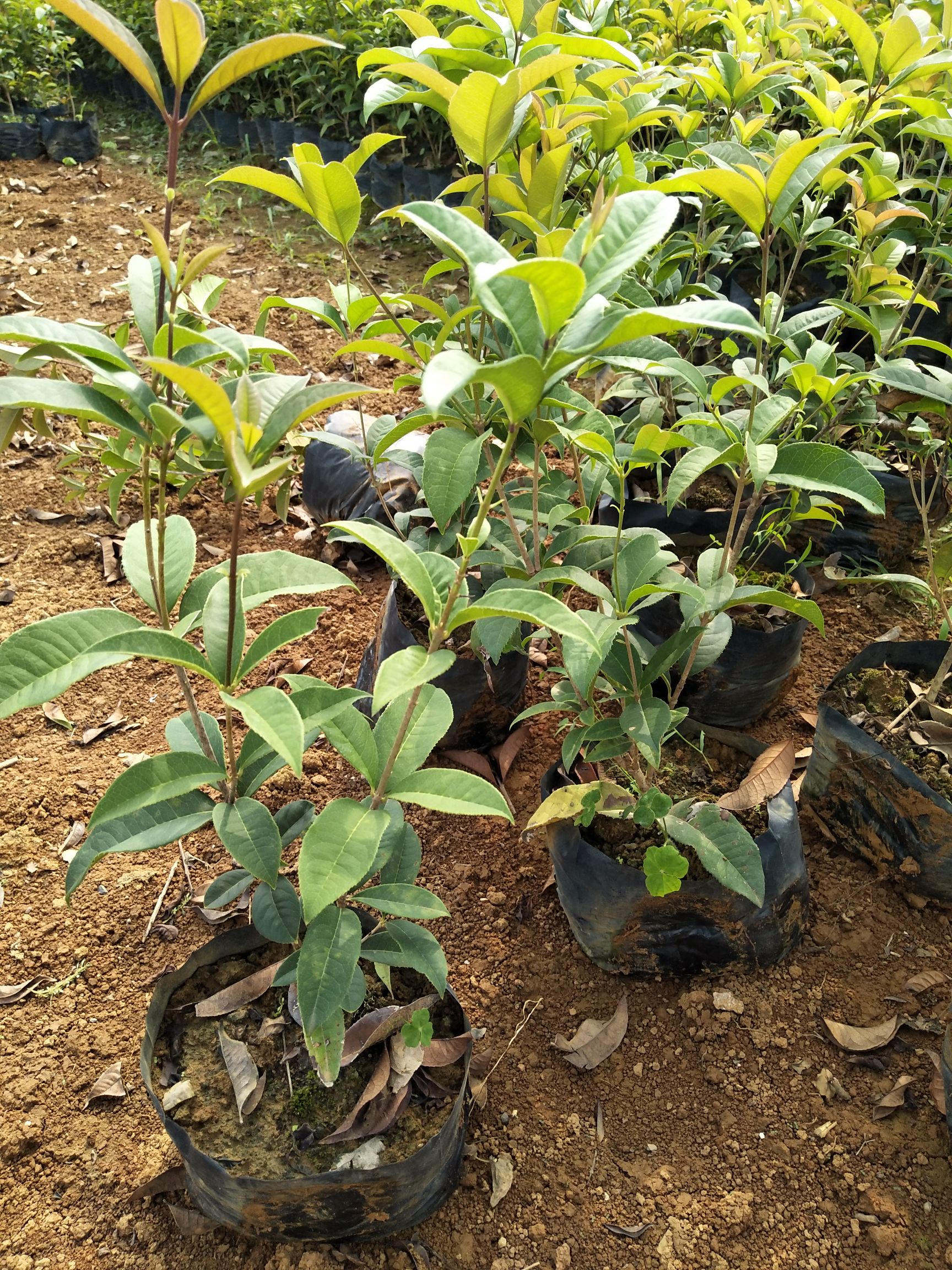  四季桂，红继木中杯，