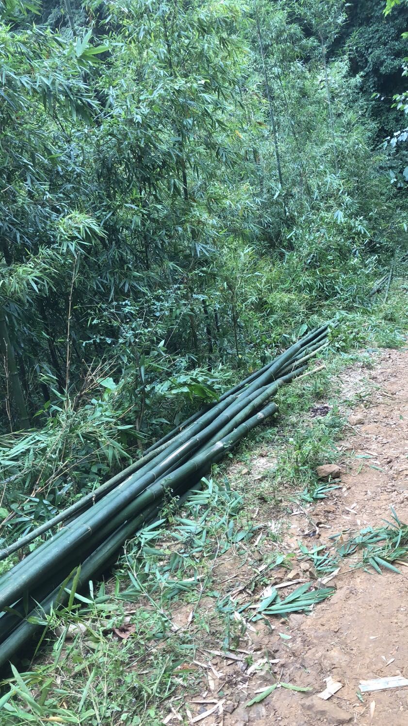 毛竹 苦竹1508649...5303