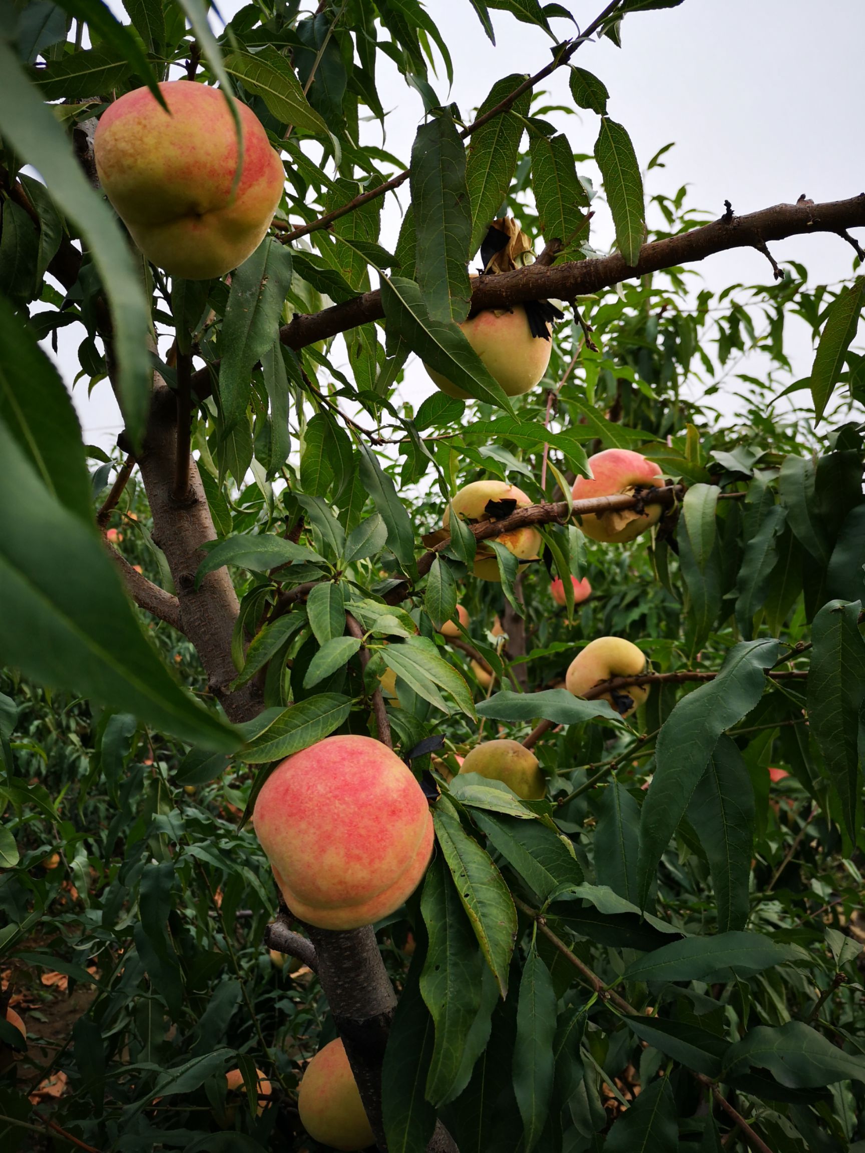 映霜红蜜桃 映霜红上市