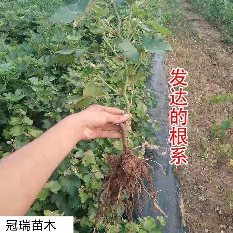 浪漫红颜葡萄苗 浪漫红颜葡萄树苗特大无核当年挂果品种保证保成活适合南北方种植