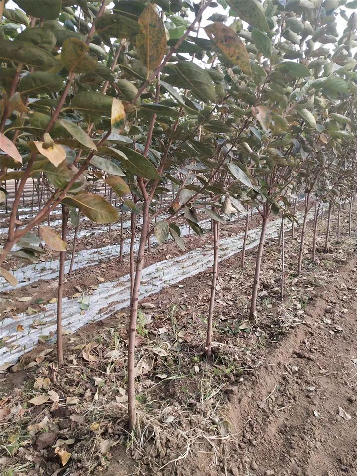 磨盘柿苗 【果树苗 盆栽地栽 嫁接柿子树苗 当年结果 柿子苗 南北方种