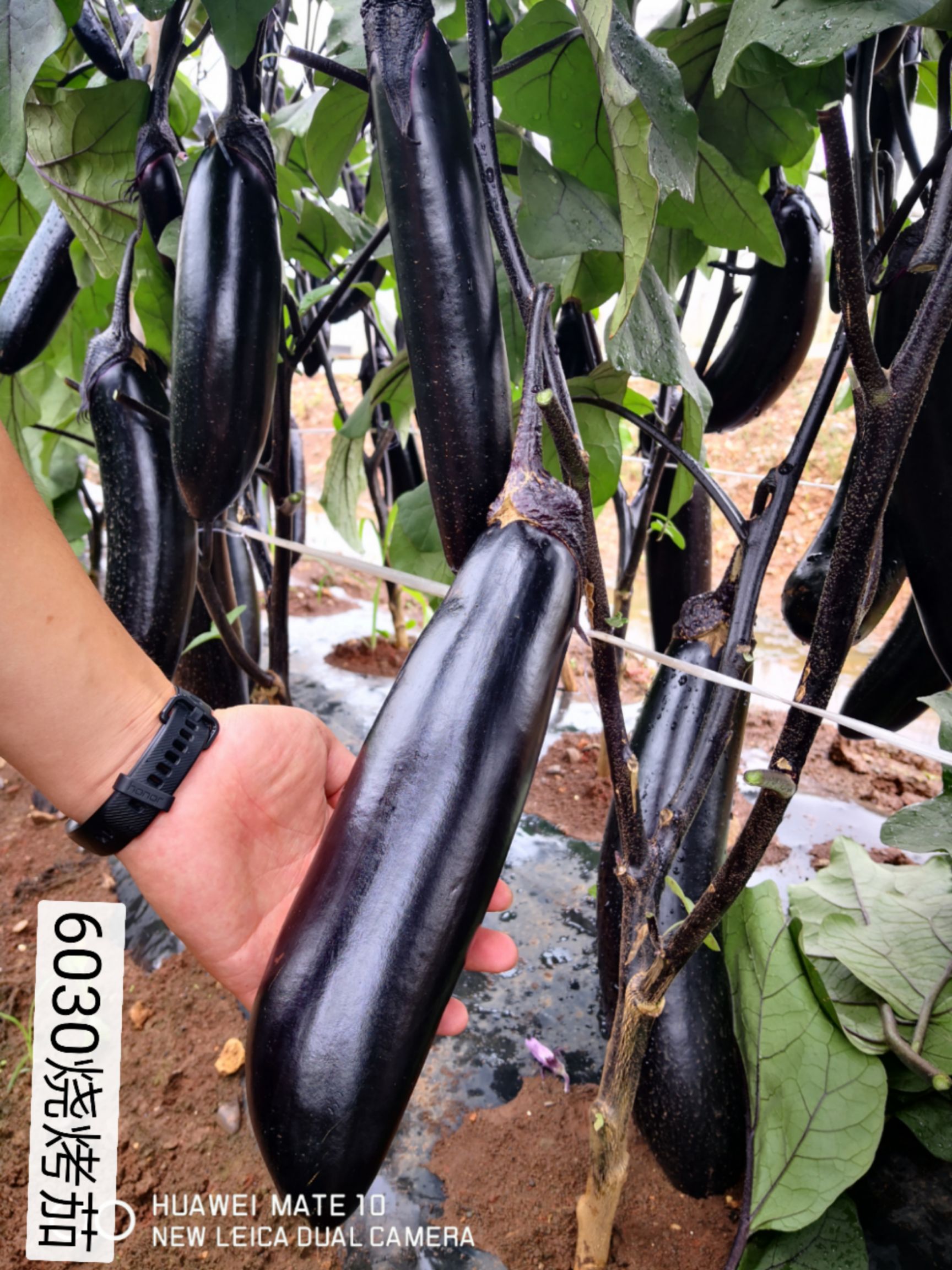 绿萼黑长茄子比亚久7152F1茄子种子~绿萼片黑长茄耐寒