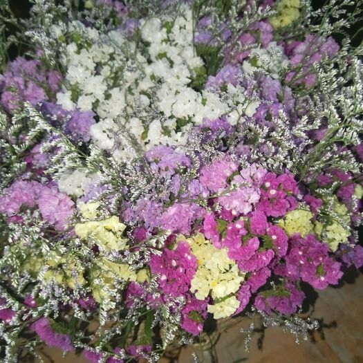 昆明 勿忘我优质鲜花批发