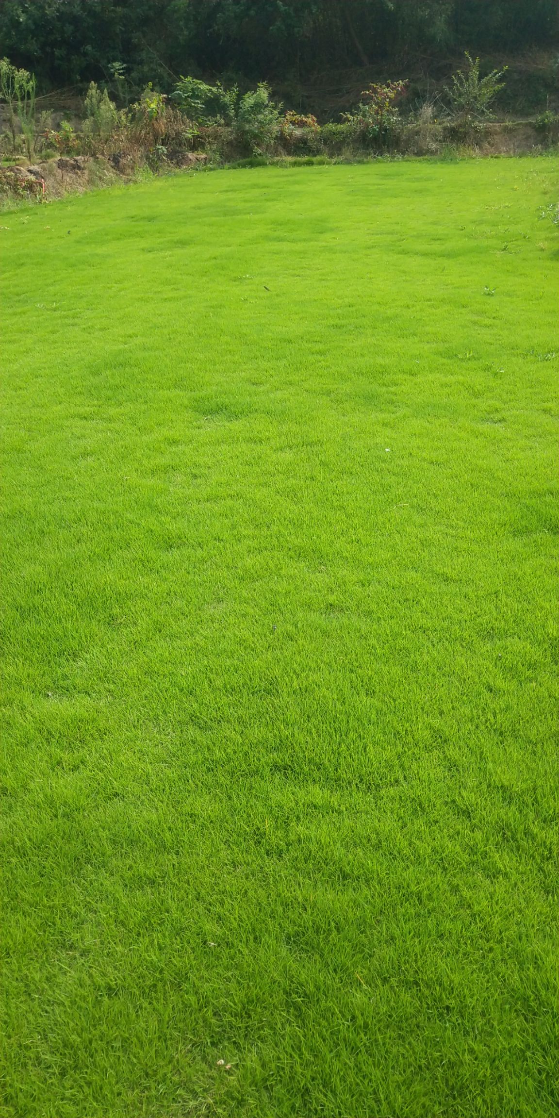 马尼拉草皮 25斤/平方