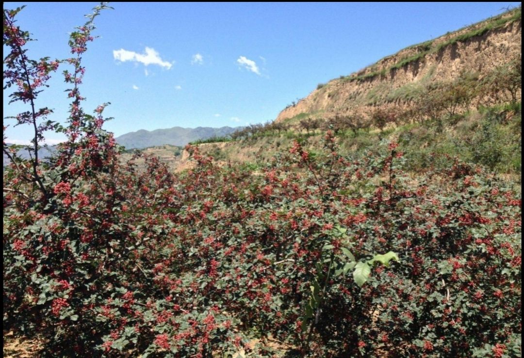 红花椒 天水大红袍