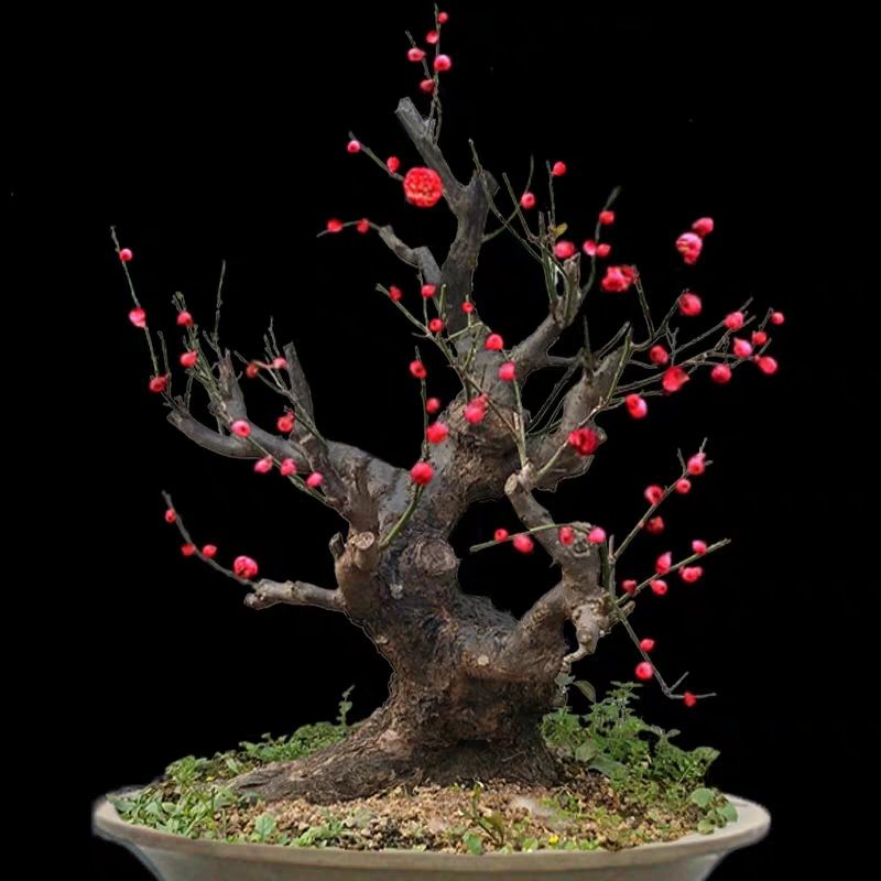 【盆景树桩实物红梅花腊梅红梅树苗乌梅绿梅朱砂梅室内盆栽绿植包