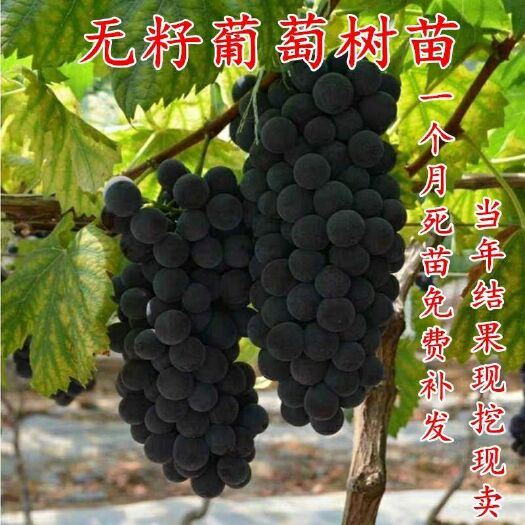 平邑县 夏黑葡萄苗，1--5年嫁接苗基地直销量大从优，现挖现挖保湿