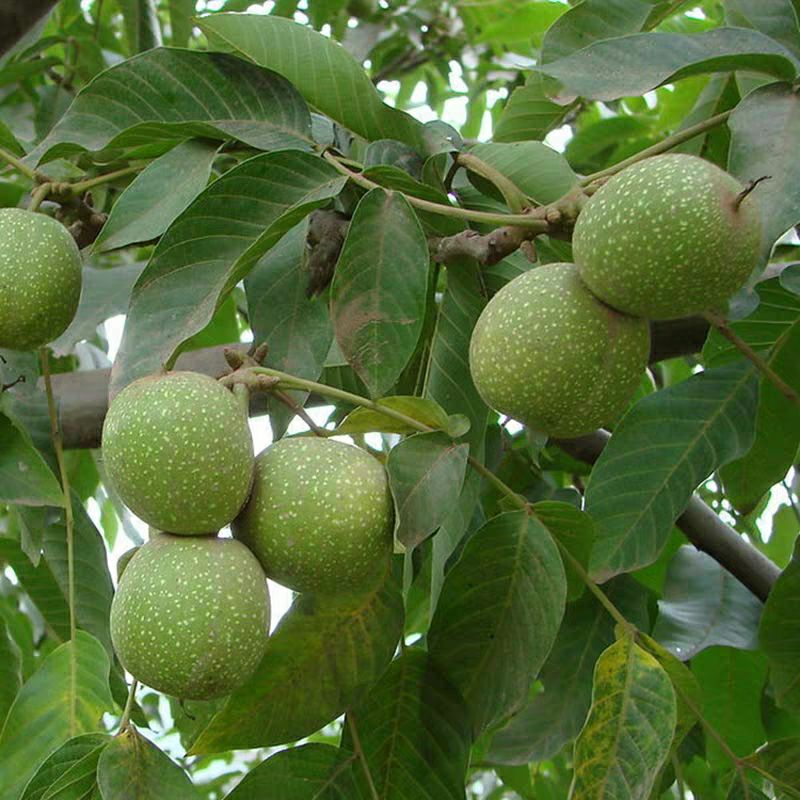 纸皮核桃苗 纸皮核桃 基地直供 包品种包成活 现挖现发 死苗免费补发