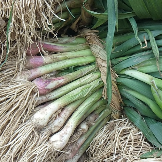 盐城红头蒜苗 50 - 60cm