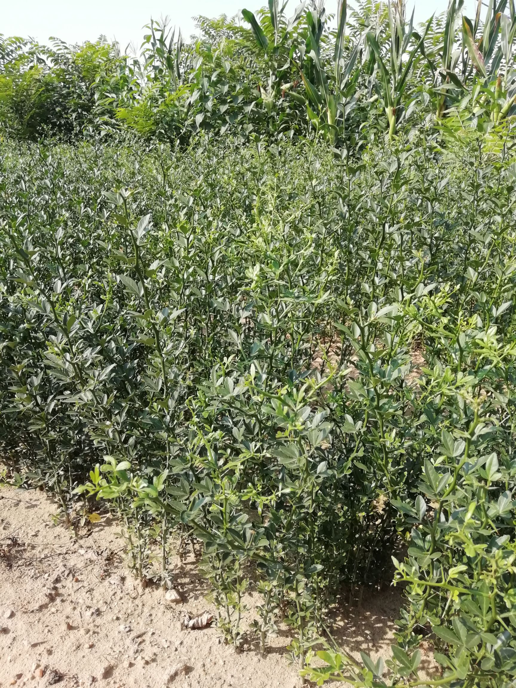 枸橘苗 枸橘积壳苗批发