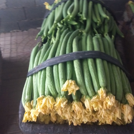 寿光市中绿丝瓜 30~50cm