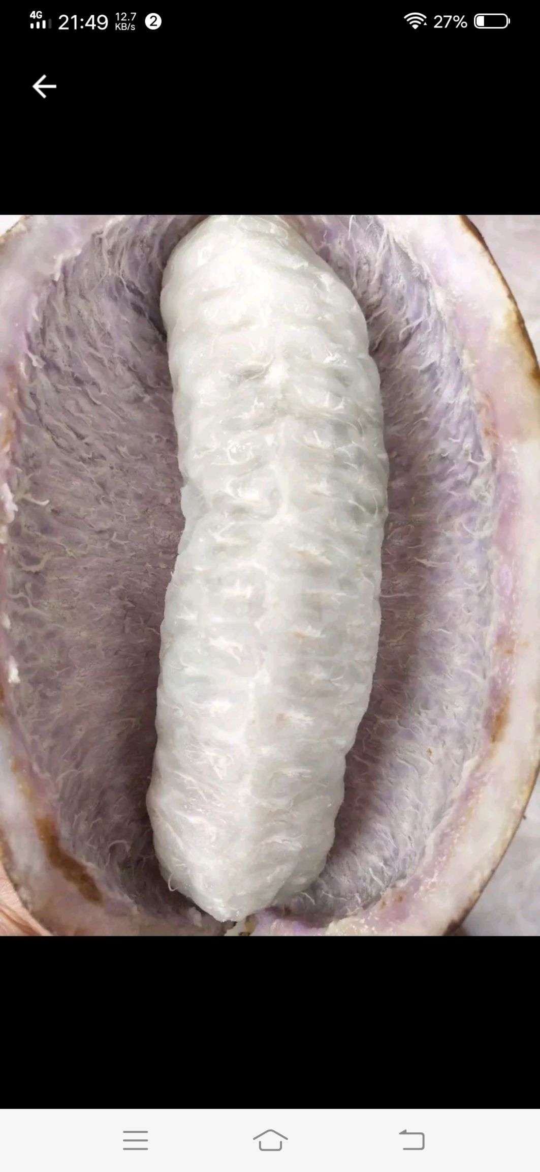 八月瓜种子三叶木通八月炸8月瓜种子