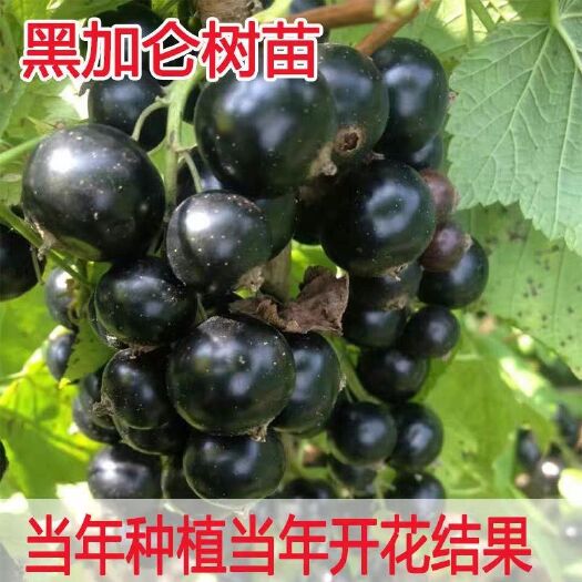 平邑县 【黑加仑果树苗紫莓黑加仑苗黑醋栗苗黑豆苗南北方种植当年结果