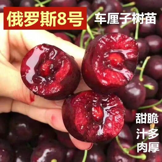 平邑县俄罗斯8号樱桃苗  俄罗斯八号大樱桃短化砧木全国发货保证品种