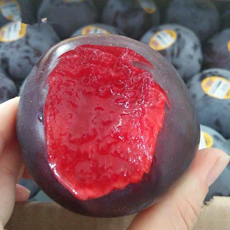 黑布林苗 现挖保湿发货 量多优惠 全国包邮