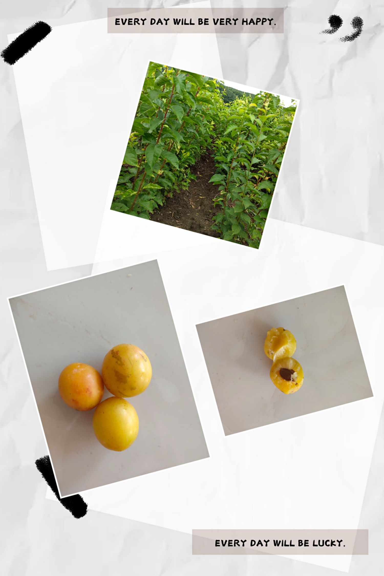 九台晚李苗 北方李子晚黄李子一年苗